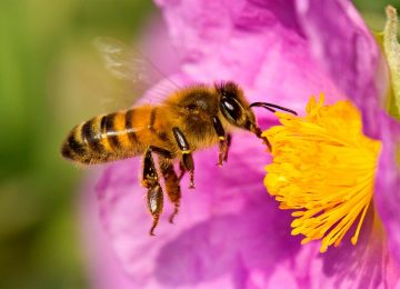abeja europea apis mellifera tambien llamada abeja domestica o abeja melifera 5650b4a0 1280x859 360x260 - Abejas, agroquímicos y alimentos