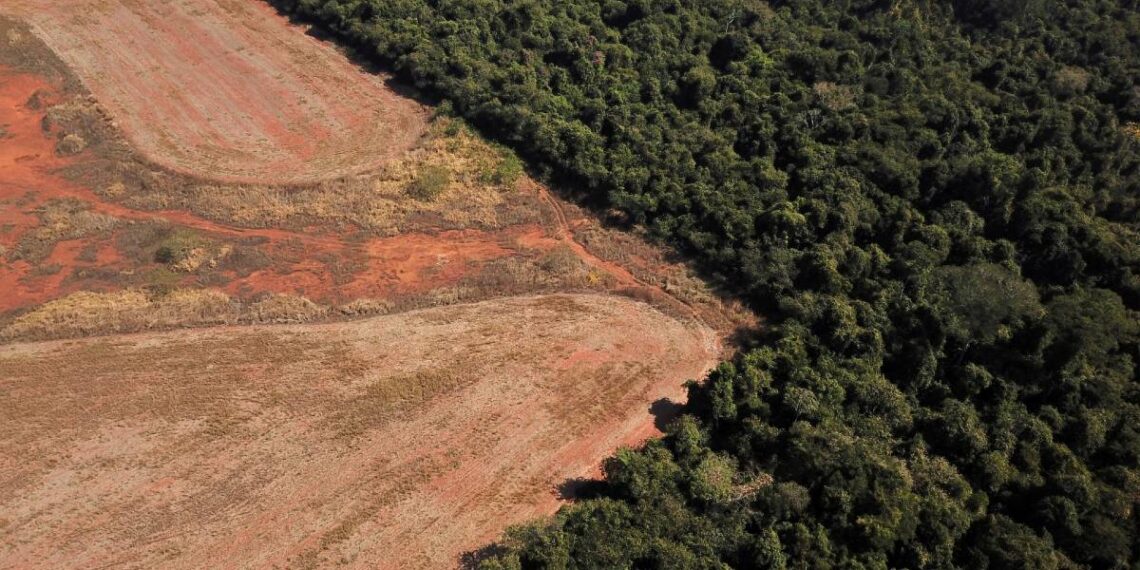 1200x628 PlenaMata muestra la deforestación de Amazonía en tiempo real. Foto Reuters. 1 1140x570 - 'PlenaMata' muestra la deforestación de Amazonía en tiempo real