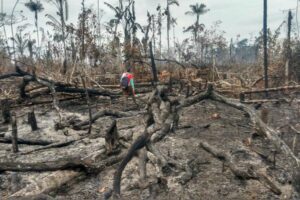 rioquito3 300x200 - 'PlenaMata' muestra la deforestación de Amazonía en tiempo real